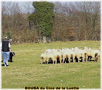 le bouvier des flandres et les moutons - Elevage du CLOS DE LA LUETTE - COPYRIGHT DEPOSE